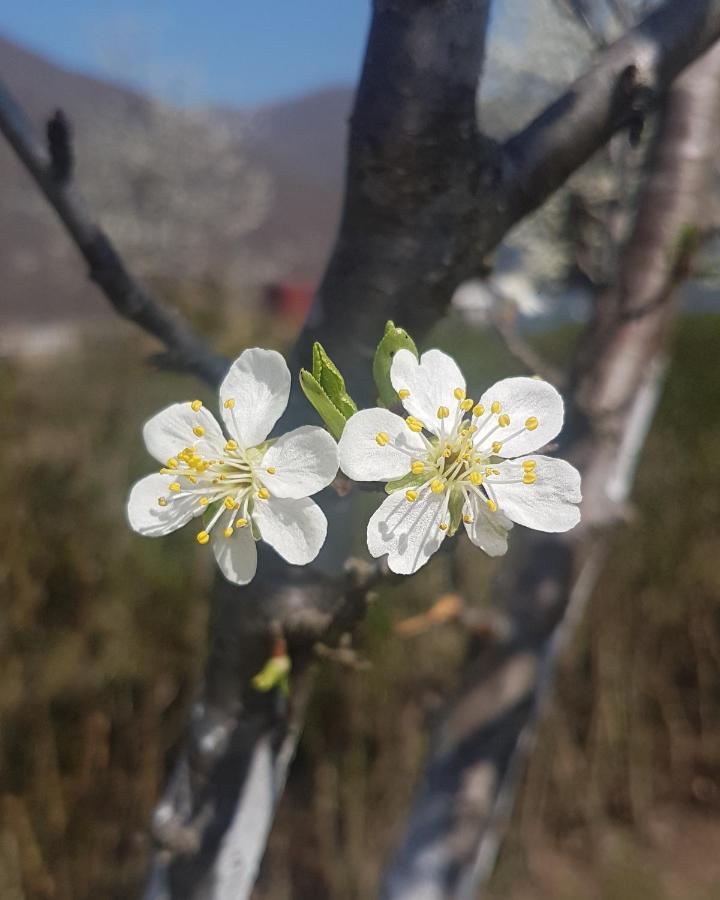 Vila Drina'S Heart Bajina Basta Exteriér fotografie